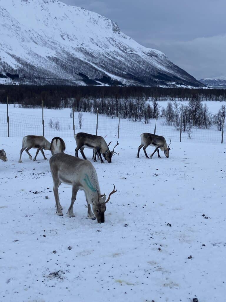 Reindeer handing out at a Reindeer Farm in Tromso. 